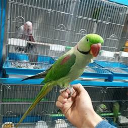 بانک موبایل فروشندگان پرنده های زینتی